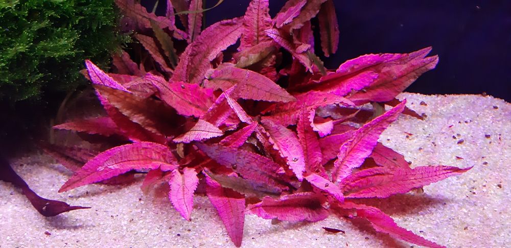 Cryptocoryne kryptokoryna Flamingo Warszawa metro