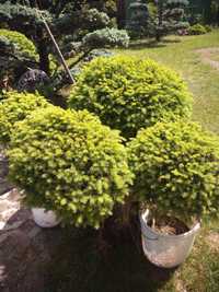Drzewko bonsai  do ogródka