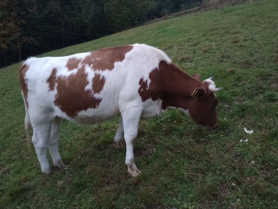 Sprzedam cielną jałówkę