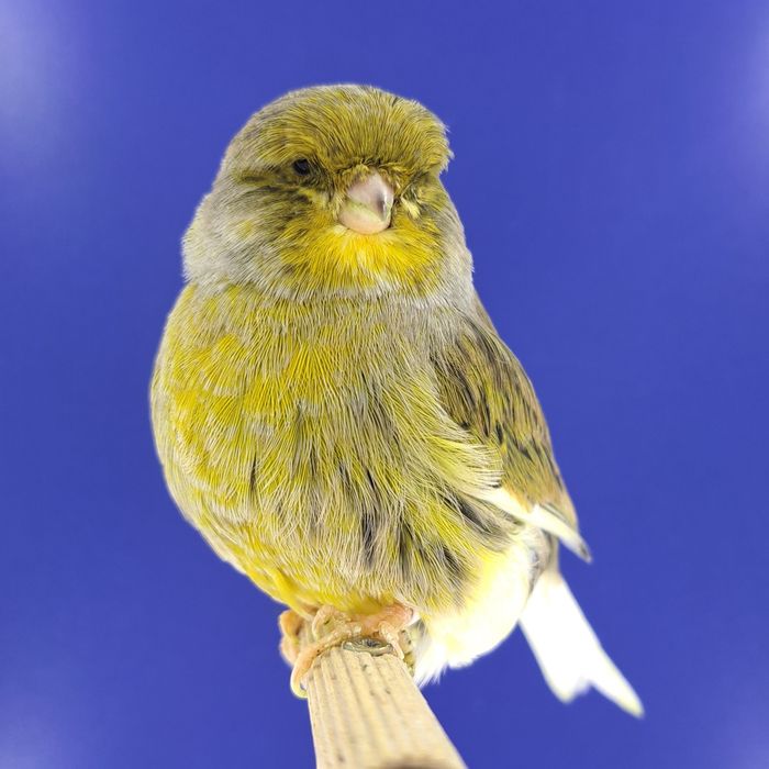 Kanarek, samczyki 03,01 - sprzedam, Wrocław