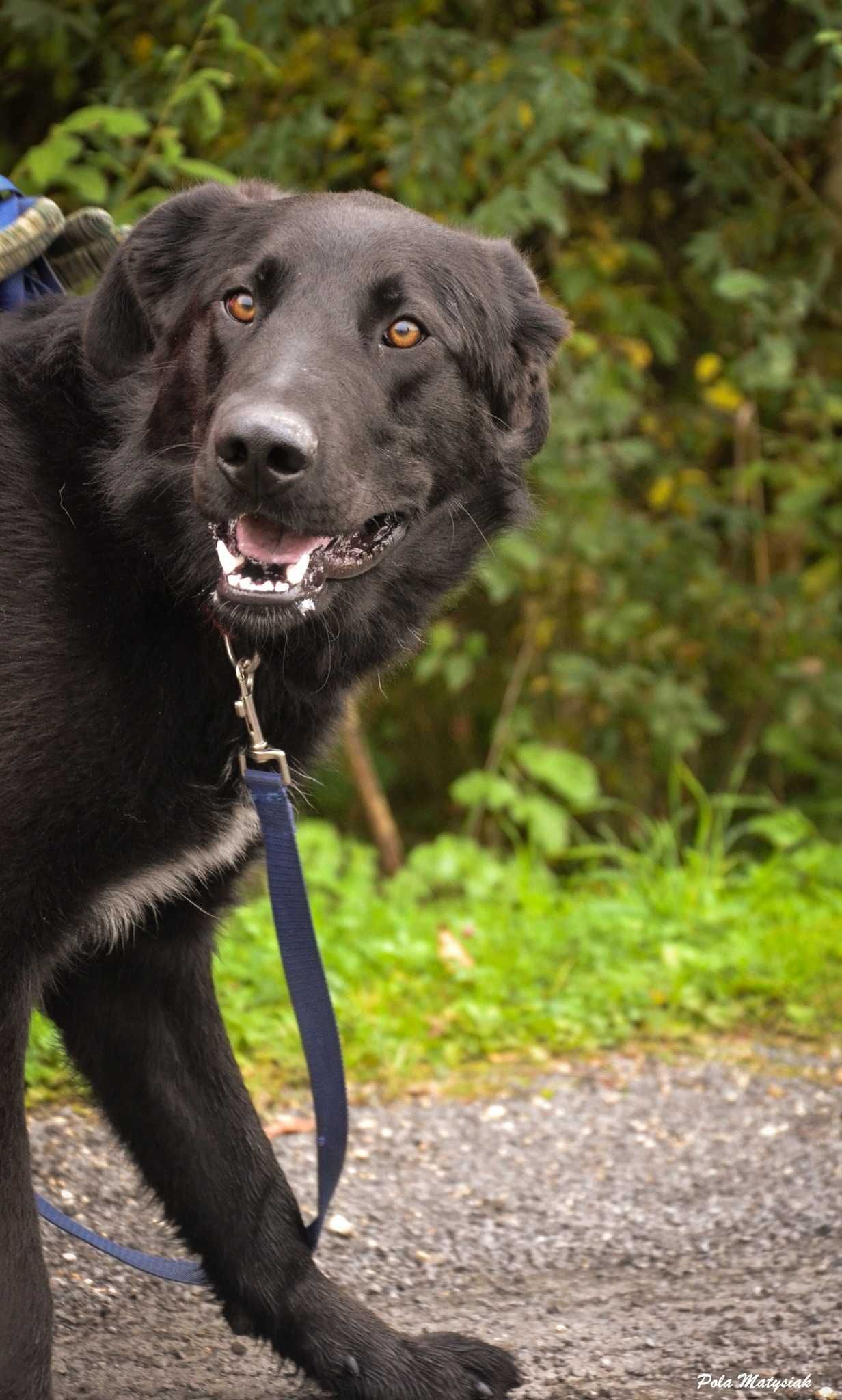 Śliczny -czarny - roczny  Porter ! !  jest gotów do adopcji !!