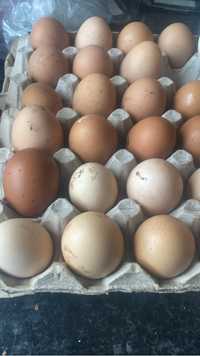Ovos caseiros de galinhas criadas no campo