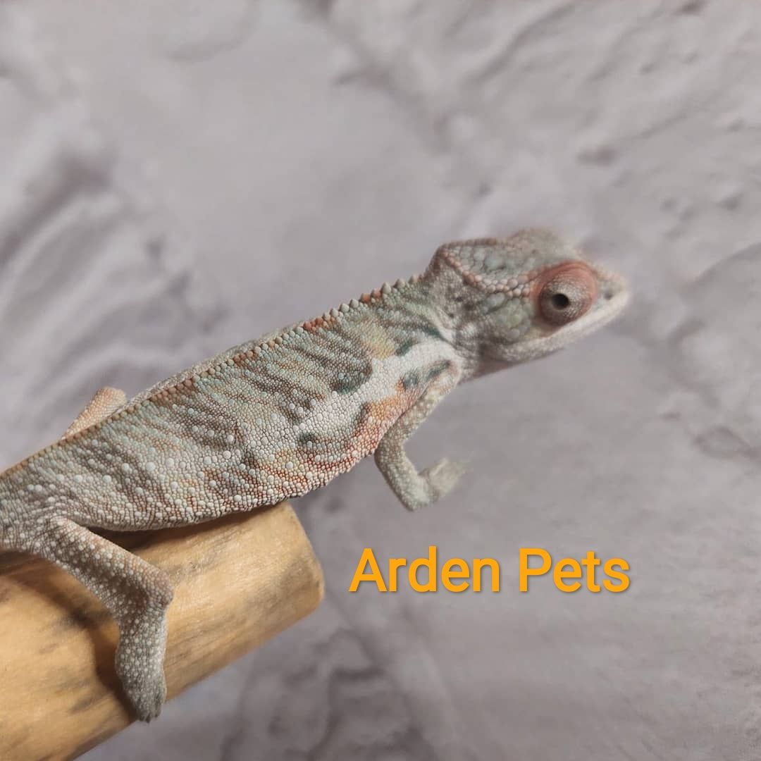 Пантерный хамелеон (Furcifer pardalis). Пантеровые самци. 1-2 месяца.