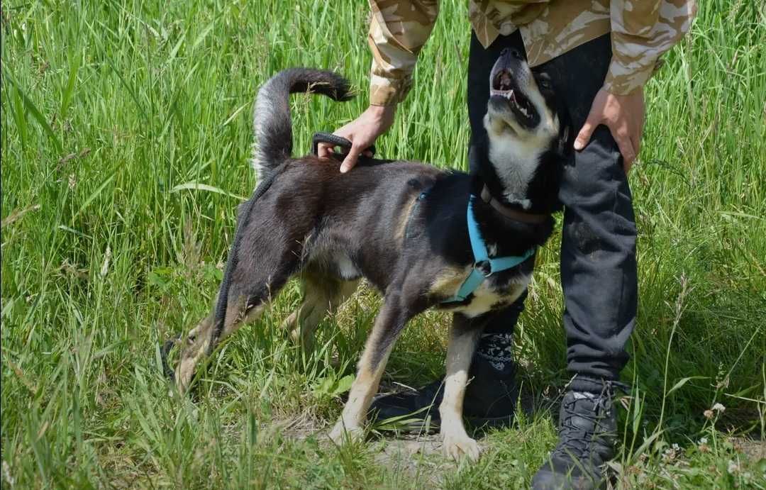 Onyx - młodziutki, spokojny i przyjazny psiak szuka nowego domu!