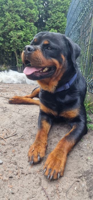 Rottweiler - pies