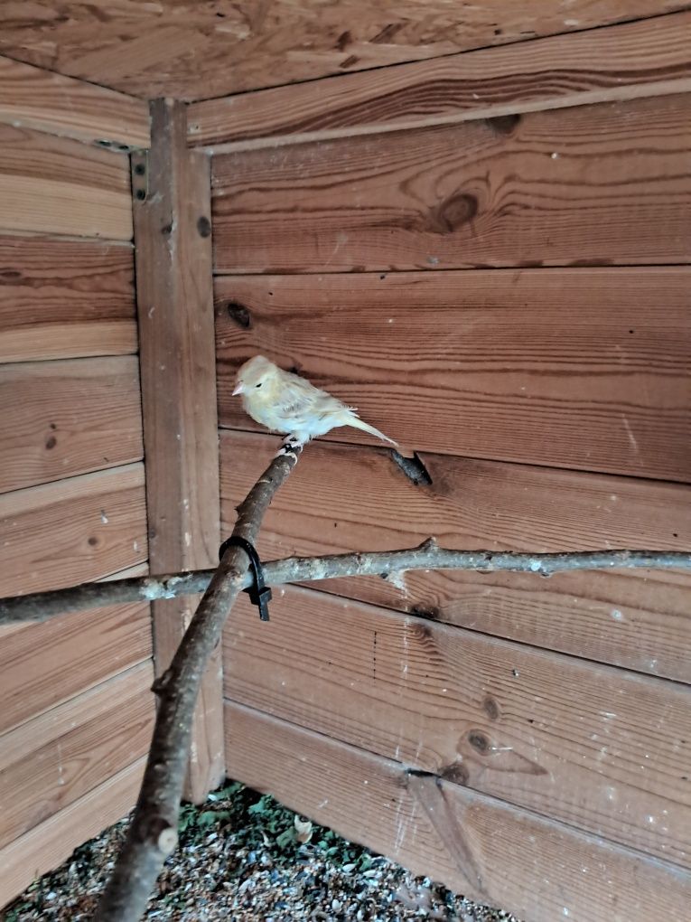 Kanarki młode Kanarek