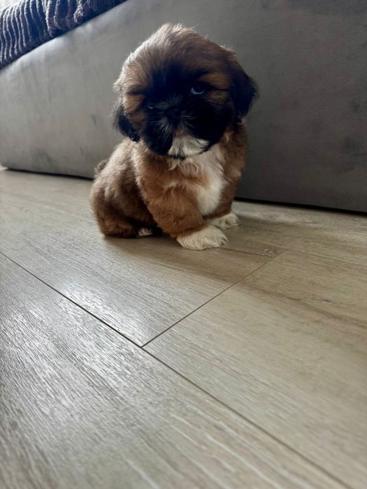 Ши тцу МІНІ цуцики, 1 залишилася дівчинка. собачки,щенята.