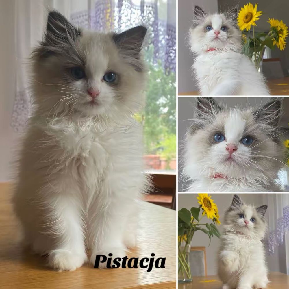Kocurek Ragdoll wyprawka gotowy do odbioru FPL
