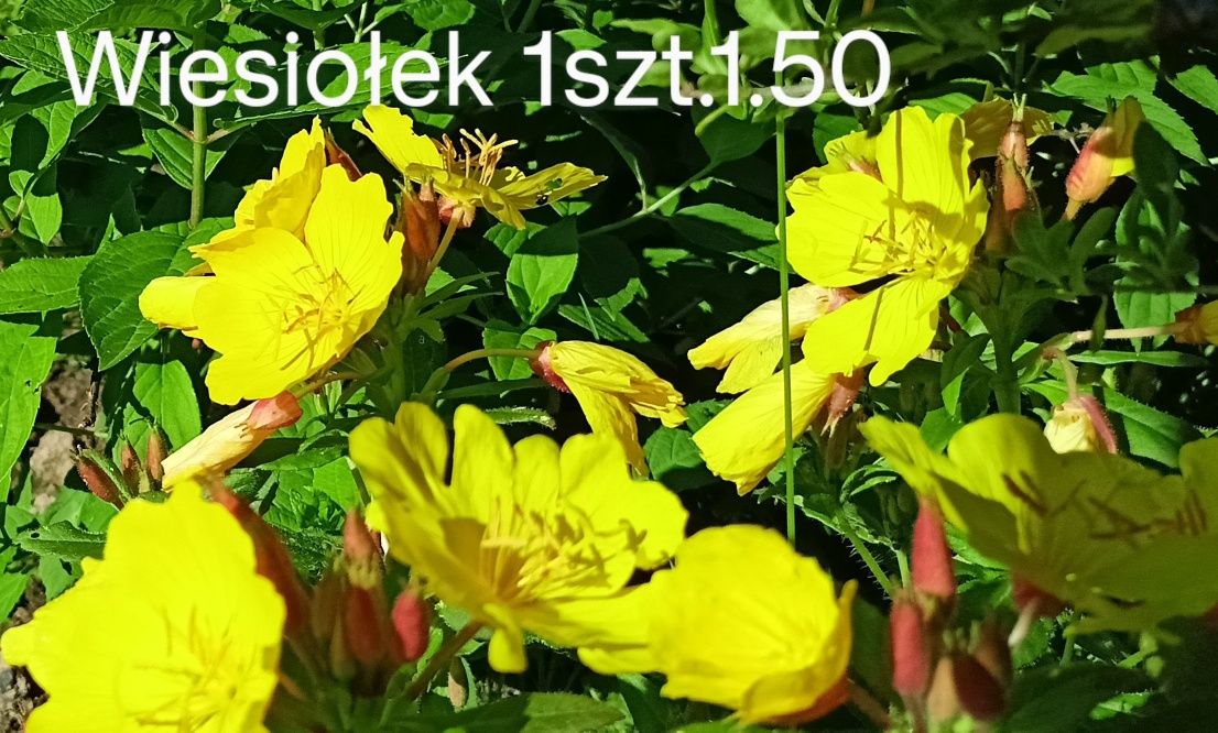 Nachyłek miodunka firletka sadzonki