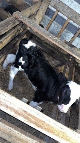 Sprzedam 3 byczki i 1 jałówkę LM