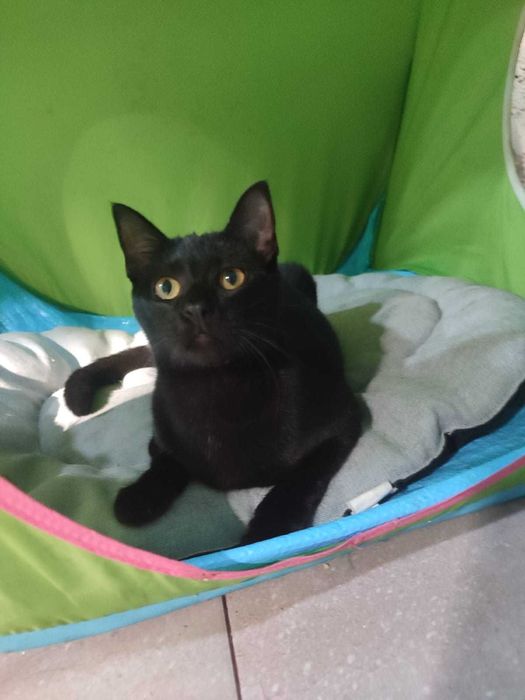 Amorosa Gatinha para adopção