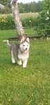 Husky- piękna suczka