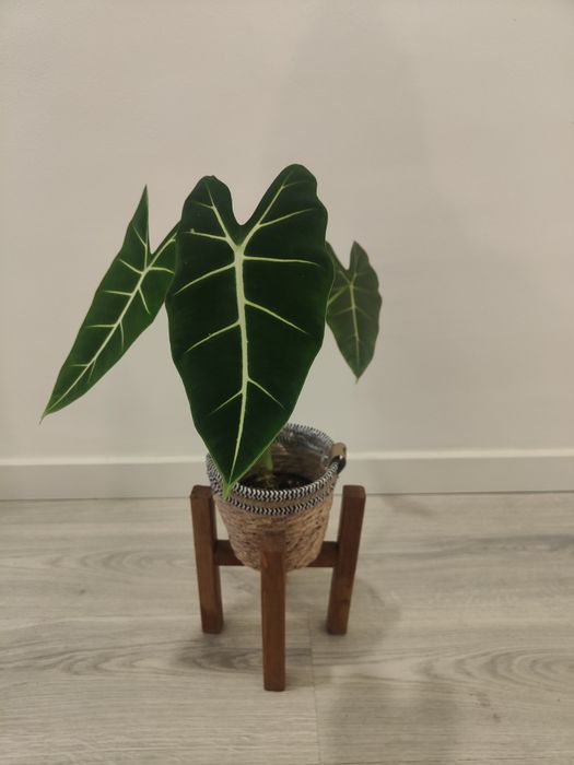 Alocasia frideck // planta interior