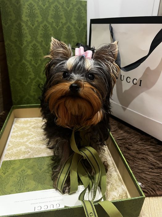 Девочка супер-мини КСУ FCI