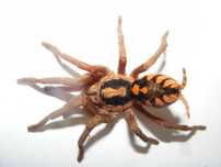 PIĘKNE Hapalopus formosus L1 + GRATIS
