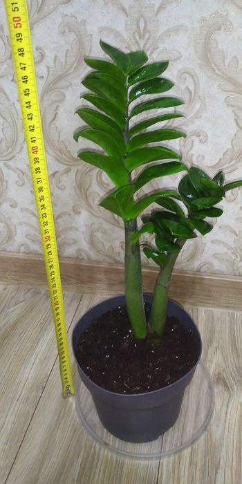 Заміокулькас Зензі