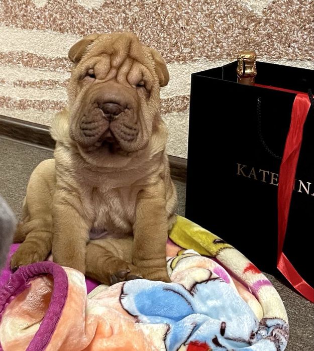 Цуценята шарпея собака шарпей