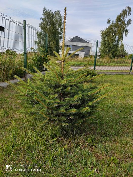 Świerk srebrny ( świerk srebrzysty ) wysokość 1,8 m i średnica 1,5 m