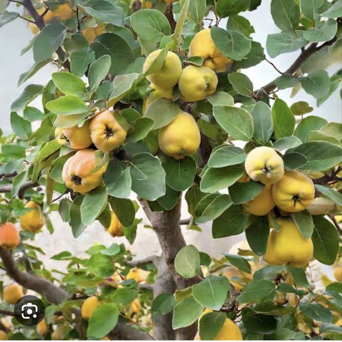 Pigwa z własnego sadu