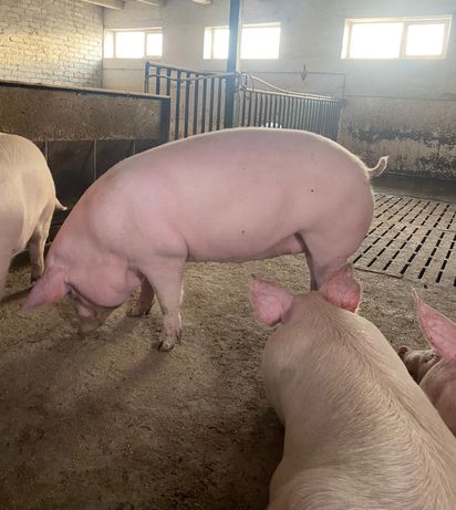 Свиньи,беконная порода,живой вес от 120кг