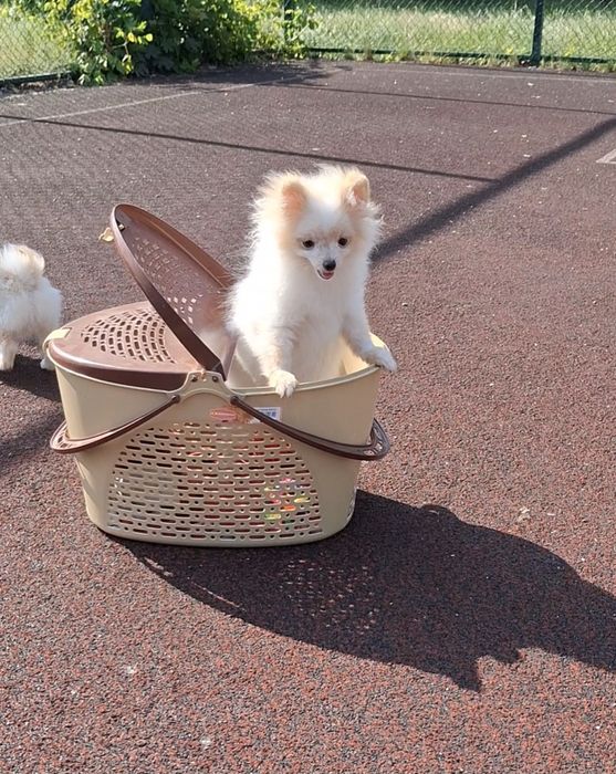 Мечтали о померашке? Супер-иини щенки ищут Семьи! Киев, КСУ. Доставка.