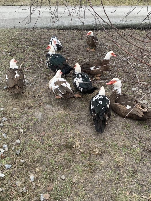Індокачки, індокачур