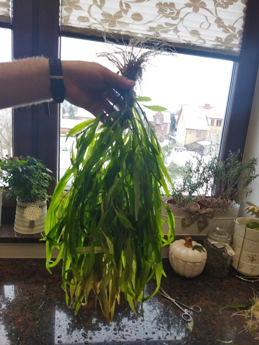 Rosliny do akwarium , piękna duża zielona roślina do akwarium 50-60 cm