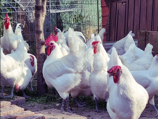 Яйце інкубаційне.Курчата, Австралорп – чорний, білий.