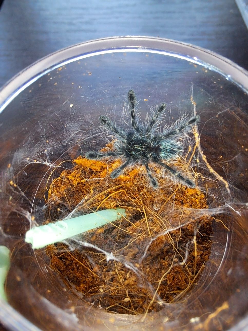 Sprzedam ptaszniki maluchy C.versicolor L2! Promocja w opisie!!!