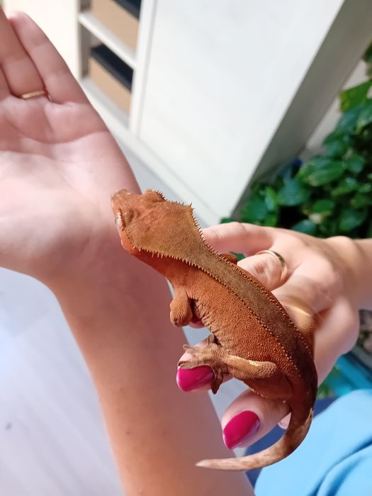 Gekon orzesiony samiczka RED