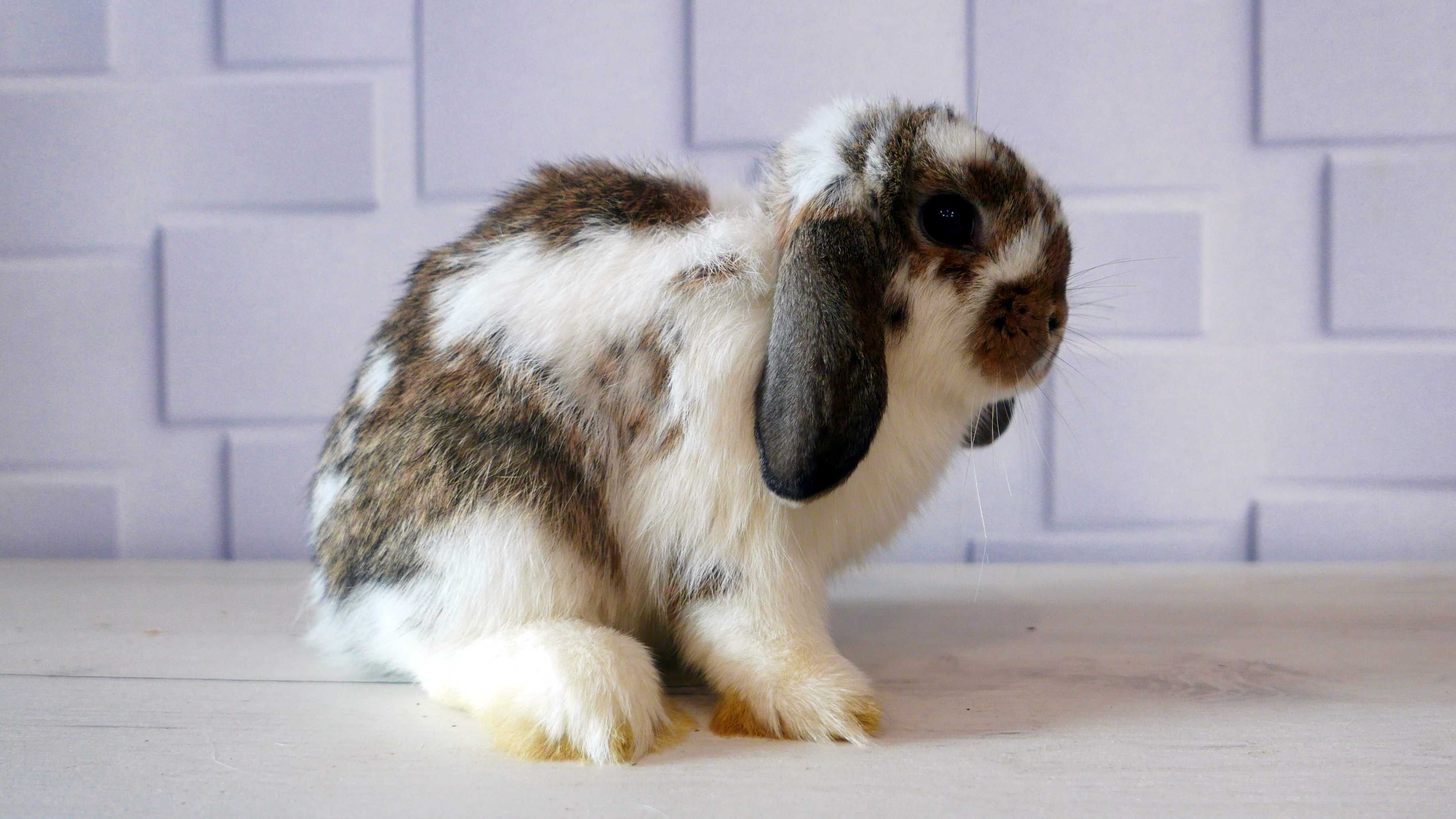 Mini Lop królik miniaturka samczyk agouti butterfly dziki srokacz KZHK