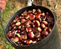 Castanha Longal 300Kg