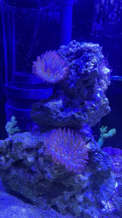 Corais e peixes aquario marinho