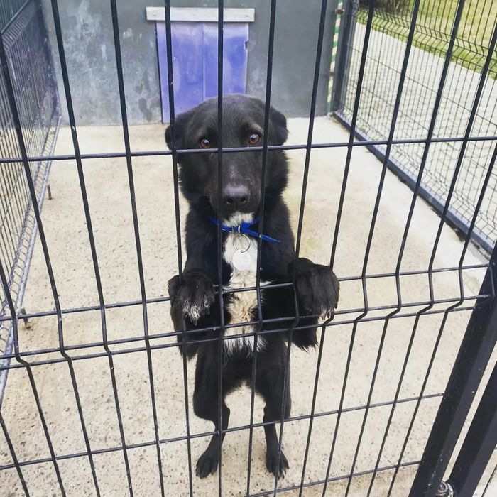 Pilnie poszukiwane domy stałe lub tymczasowe. Adopcja.