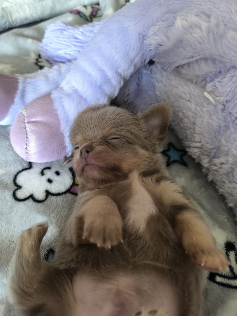 Chihuahua długowłosy piesek