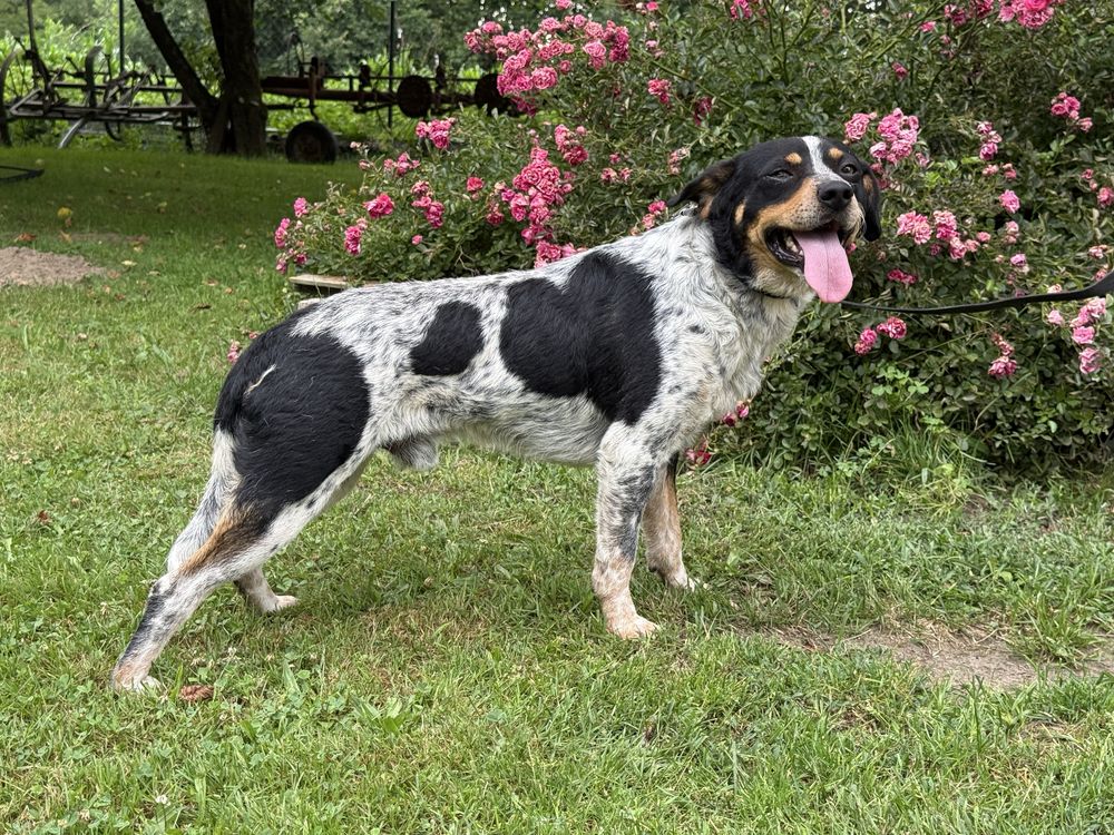 Dwa wyrzucone psiaki blagaja o dwoje adopcje!