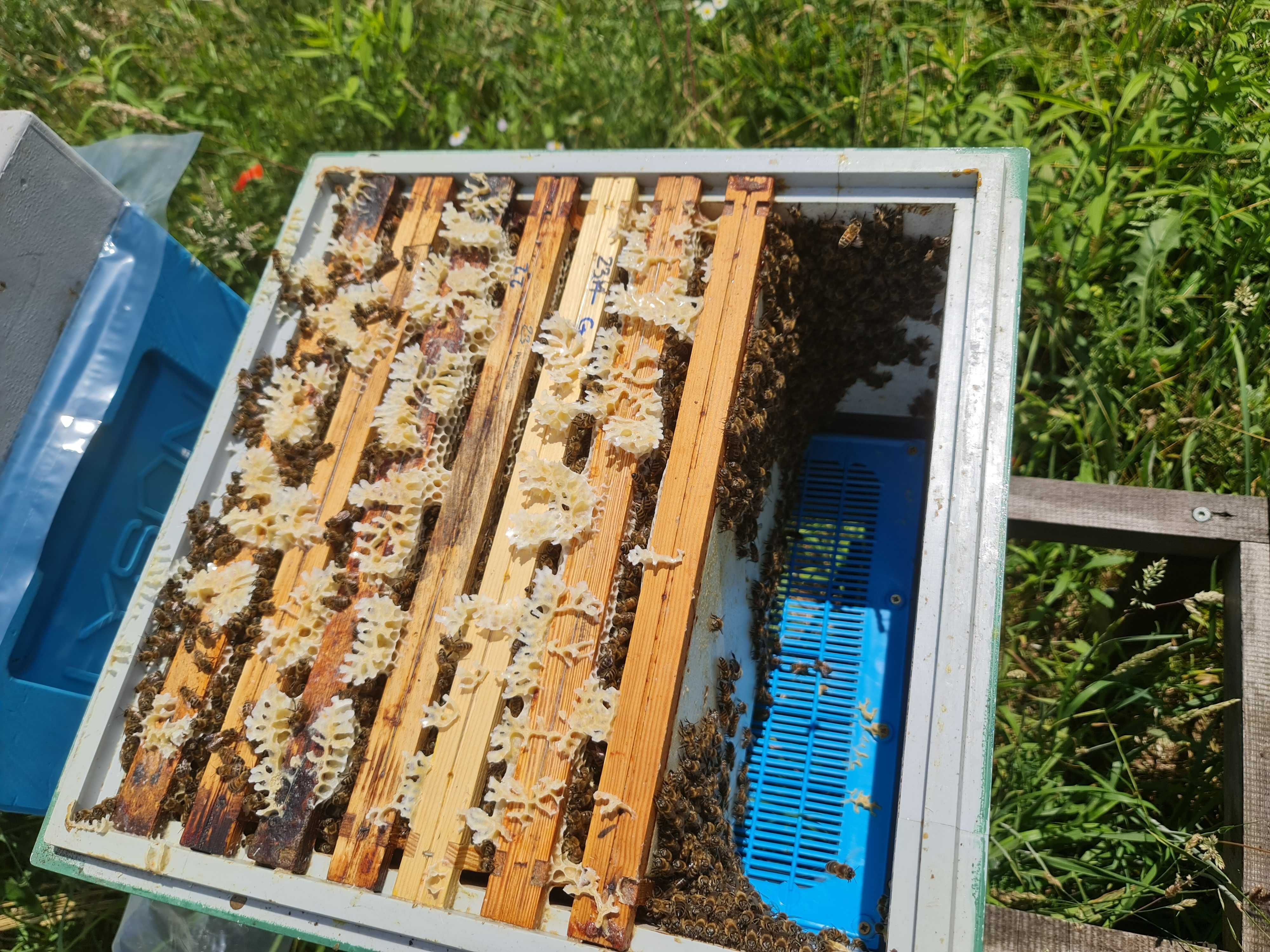Silne odkłady pszczele - ramka wielkopolska