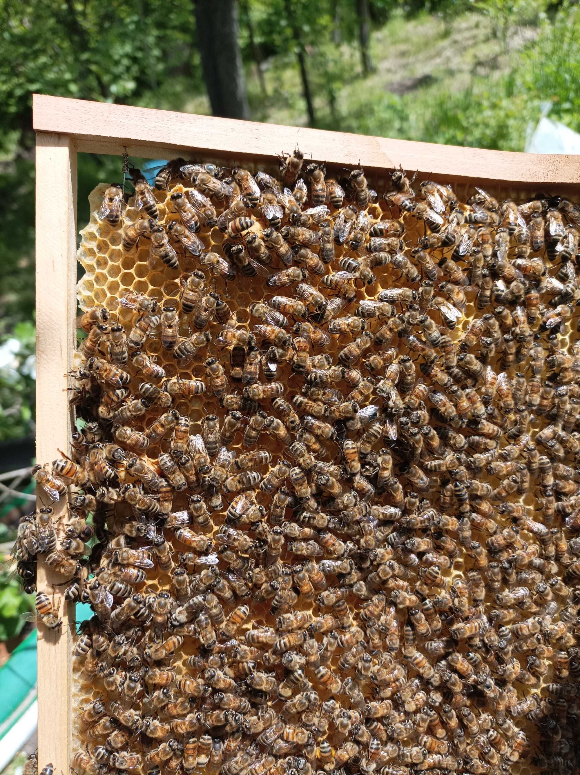 Продам бджолину сім'ю