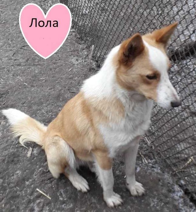 Стерилізована Лола в добрі руки