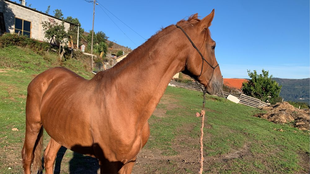 Vendo cavalo inteiro 9 anos