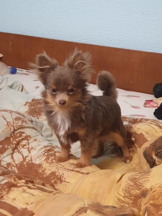 Мальчик чихуахуа длинношерстный