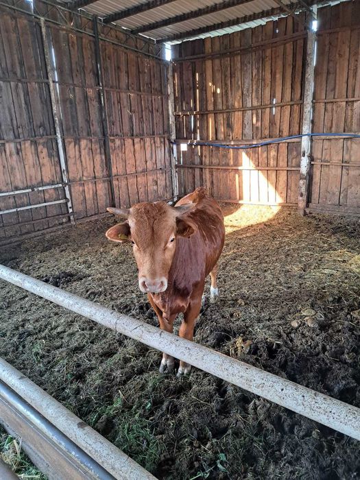 Odsadki Limuze - jałówki i byczki