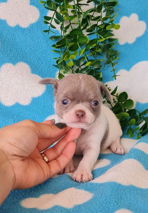 Excelente Lilac e Branco Chihuahua/Chiuaua de Qualidade
