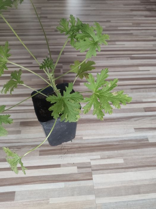 Anginka, cytrynka, geranium