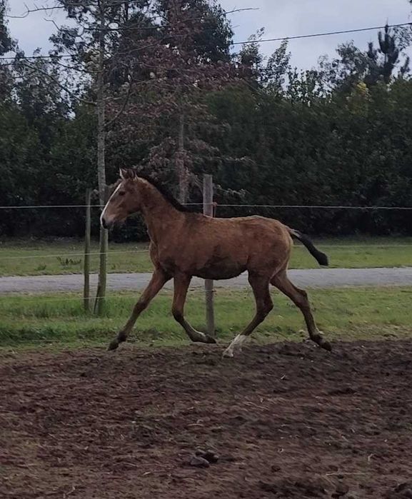 Poldro baio PSL letra U