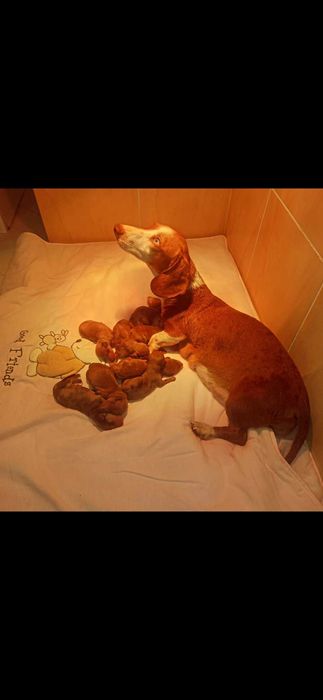 Teckel femea arlequim olho azul