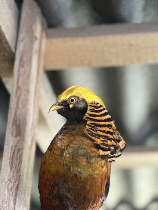 Самець золотого фазана