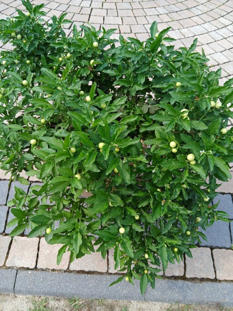 Psinka pomaranczowa .