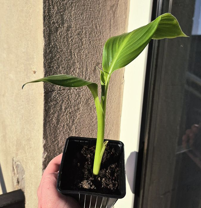 Banan Musa Basjo Bananowiec