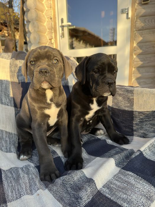 Чорна дівчинка Берта 2м кане-корсо